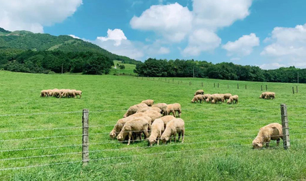 昆明周邊旅游哪里好|云南省國(guó)際旅行社推薦|尋甸牧場(chǎng)+阿拉丁小鎮(zhèn)+星河溫泉2日游